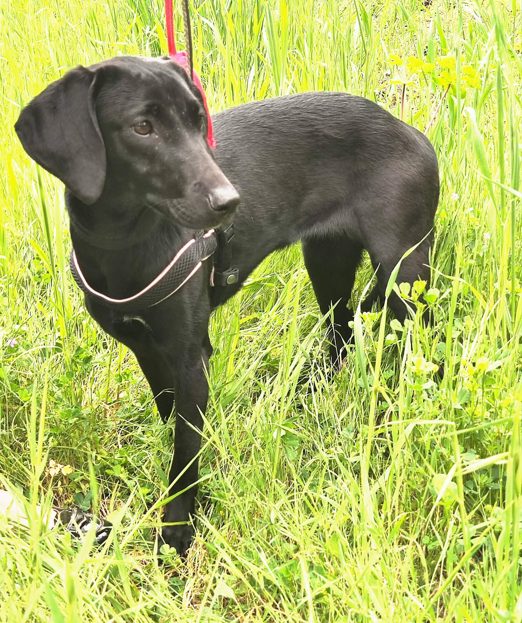 Εντοπίστηκε σκυλάκι στην Πανεπιστημιούπολη – Αναζητείται φιλοξενία ή οικογένεια